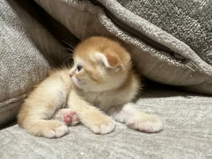 قطط سكوتش للبيع 4