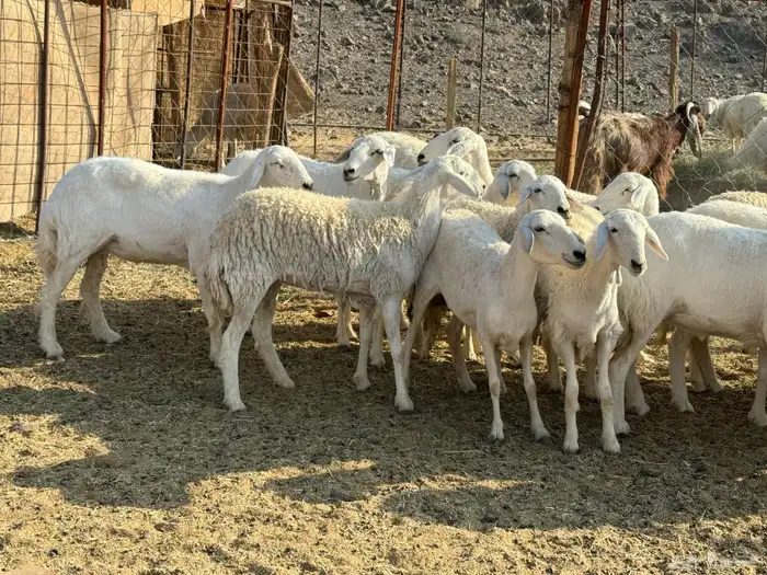 للبيع ارخال صنف حرش فاخره 12