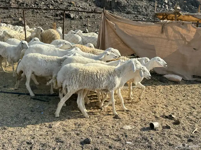 للبيع ارخال صنف حرش فاخره 11