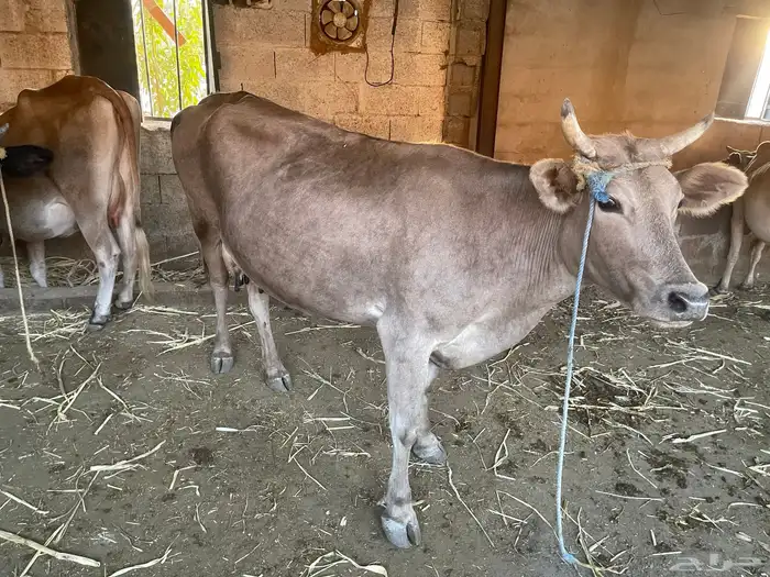 بقر للبيع مراح واحد العدد 15 الكبار 9 التبع 6 8