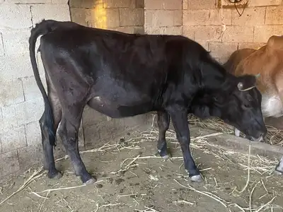 بقر للبيع مراح واحد العدد 15 الكبار 9 التبع 6 index