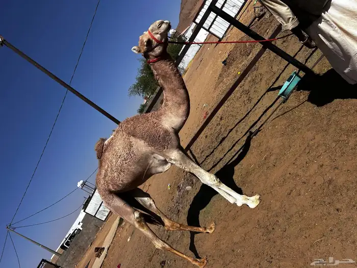 قعود لقي للبيع 2