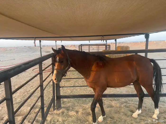 حصان شعبي العمر سنتين وشوي 3