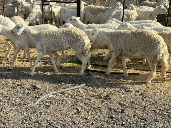 للبيع ارخال صنف حرش فاخره 8