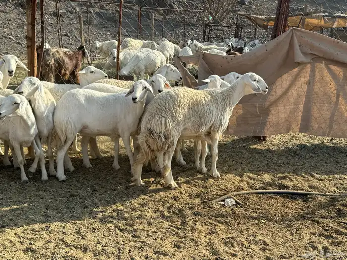 للبيع ارخال صنف حرش فاخره 2