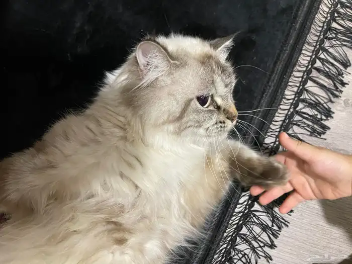 قطة شيرازي انثى 0