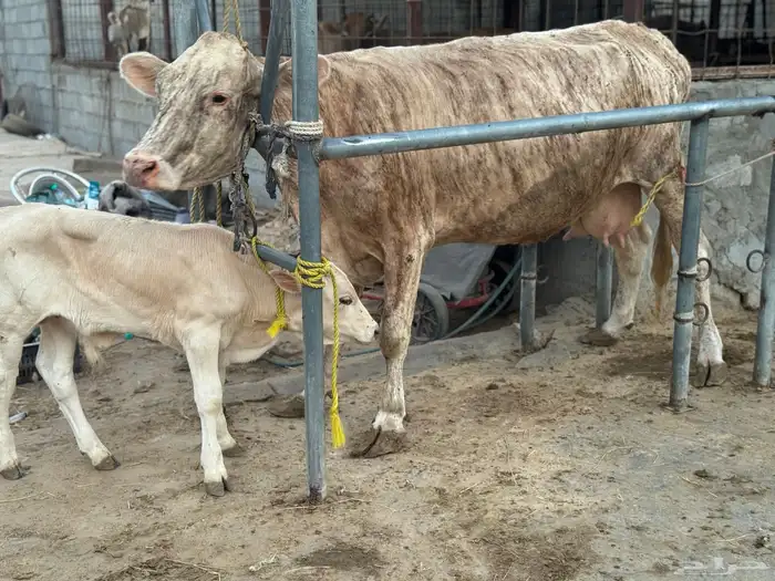 بقره دنماركيه صنف لاهل الصنف الفاخر تحتها عجل 4
