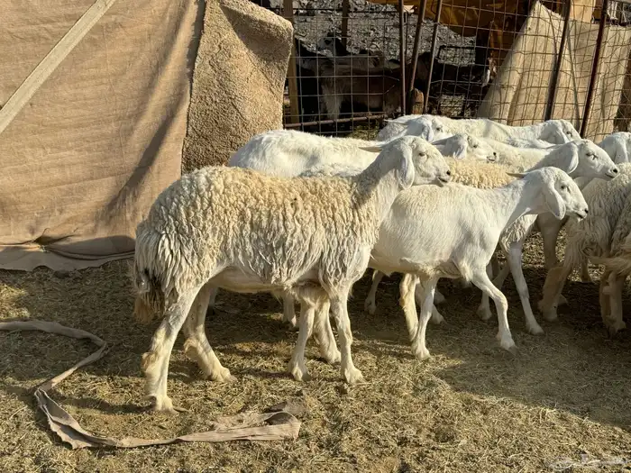 للبيع ارخال صنف حرش فاخره 4