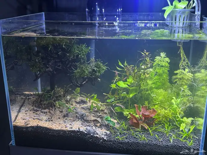 احواض سمك aquarium مزروعة  ونباتات مائية   تصاميم إحترافية 19
