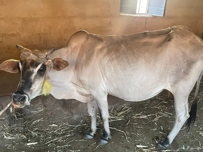 بقر للبيع مراح واحد العدد 15 الكبار 9 التبع 6 4