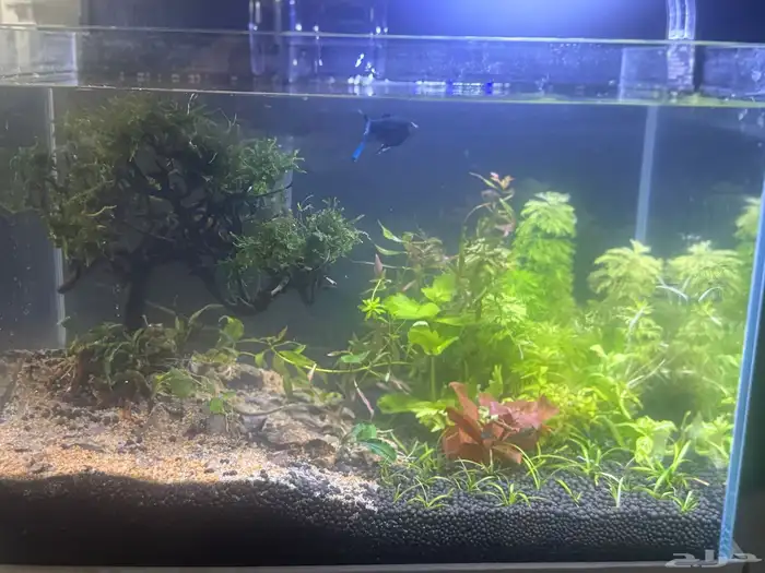 احواض سمك aquarium مزروعة  ونباتات مائية   تصاميم إحترافية 21