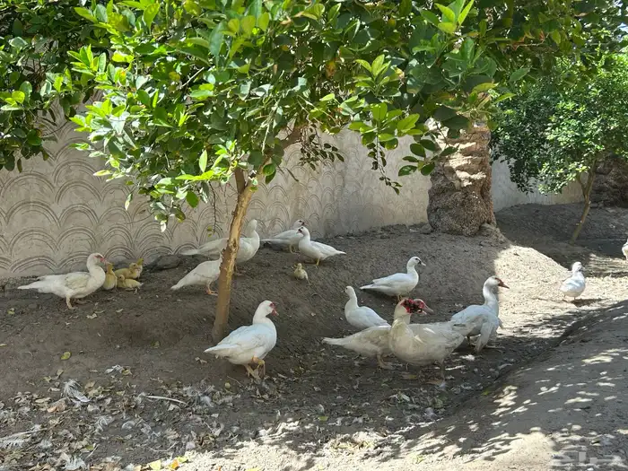 للبيع   بط   عدد 20 بطة تقريبا 0