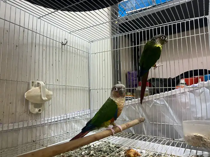 زوج كنيور جولي شيك 4