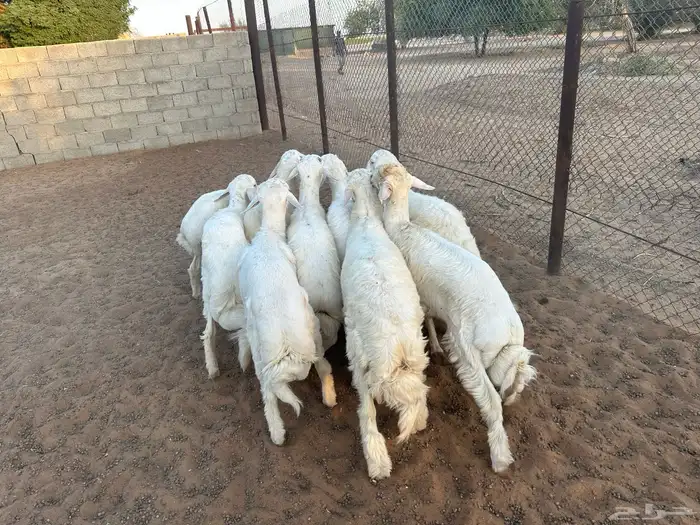 طليان حرية 1