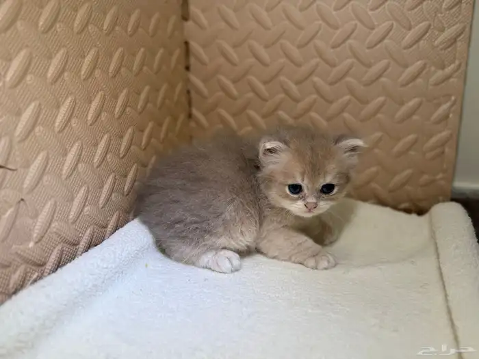 قطط بريتش للبيع بشهادة نسب موثوقه 7