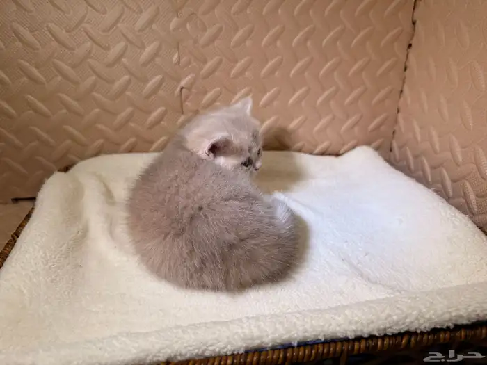 قطط بريتش للبيع بشهادة نسب موثوقه 5