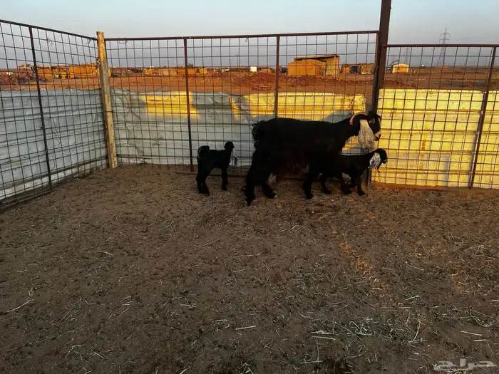 1عنز والد طيبه يتبعها 2 4