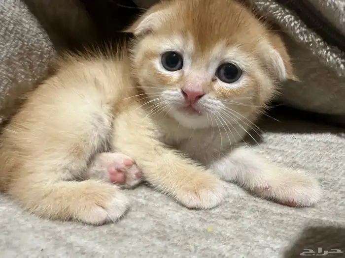 قطط سكوتش للبيع 3