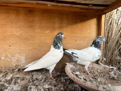 للبيع جوز تيدي جنسرا index