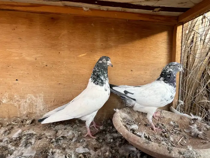 للبيع جوز تيدي جنسرا 0