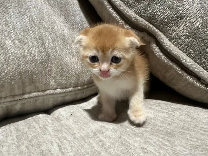 قطط سكوتش للبيع 5