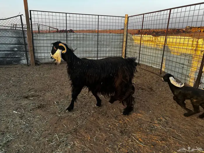 1عنز والد طيبه يتبعها 2 1