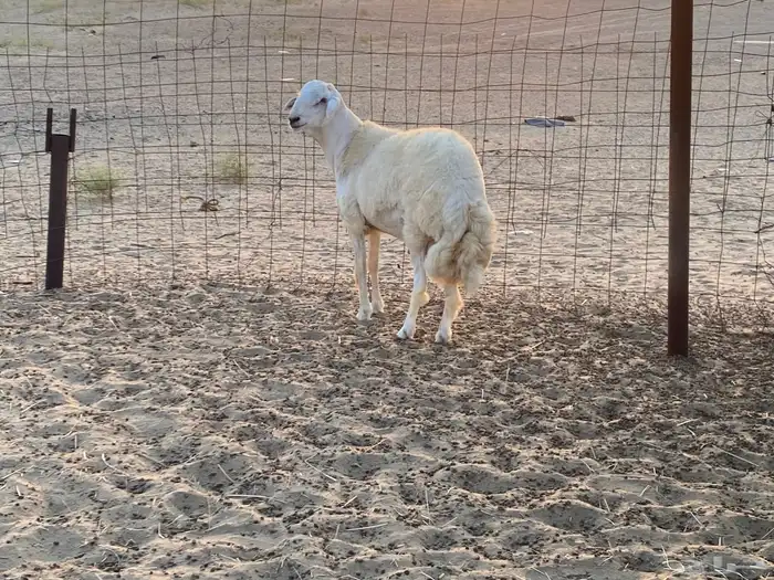 مشروع فحل حري 2