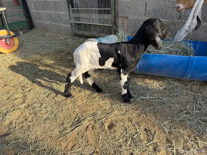 طلي داغور ساكني 1