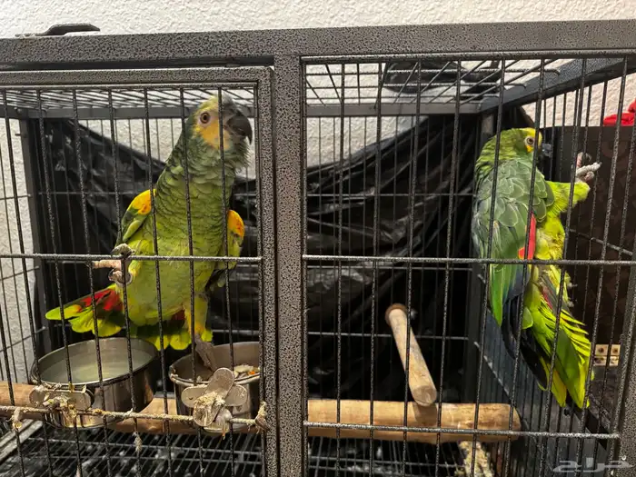 بغبغاء امزوني جوز للبيع 3