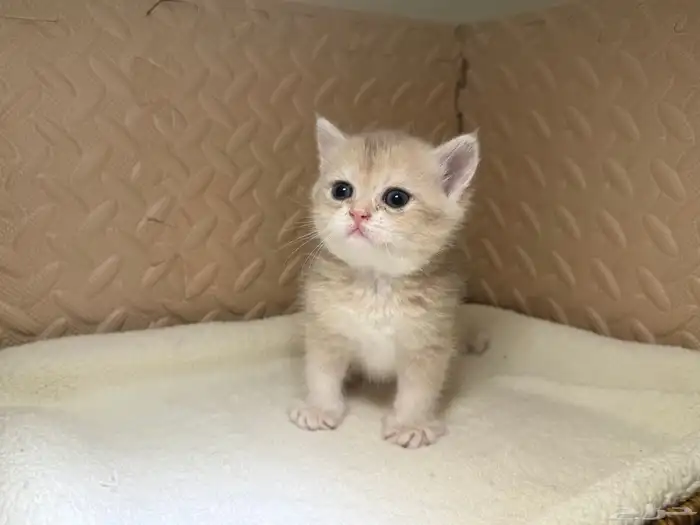 قطط بريتش للبيع بشهادة نسب موثوقه 13