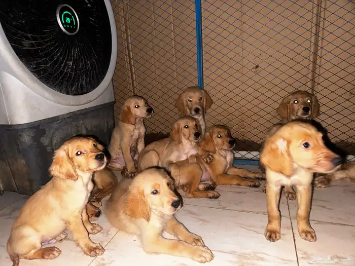 pure golden retriever 20