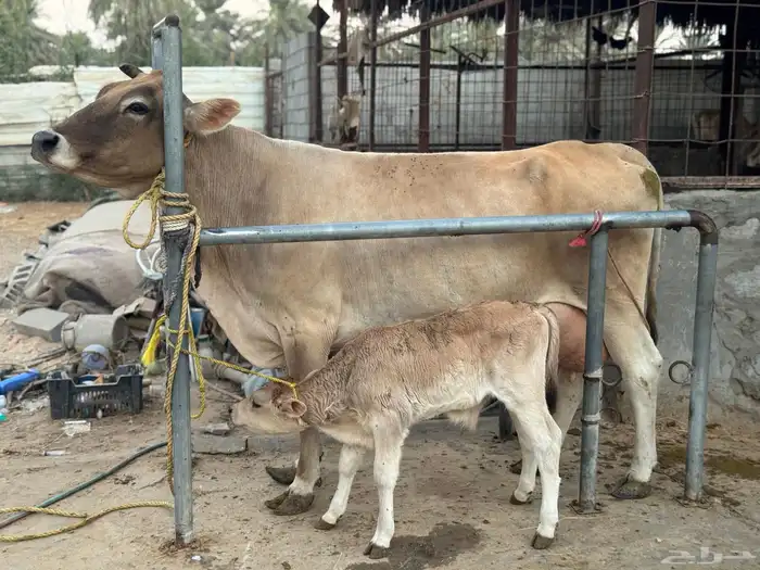 بقره سويسريه خصم تحتها عجل 1