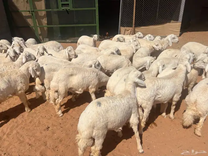 حريات ذبايح جملة او مفرد 2