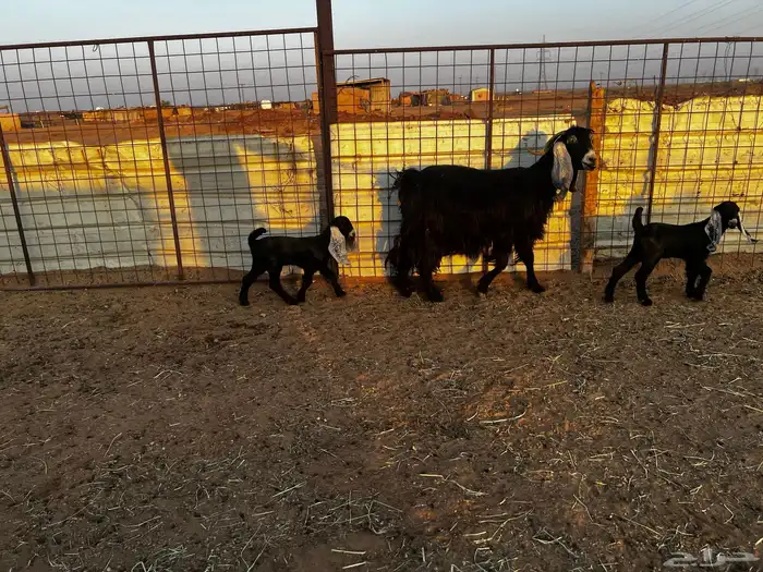 1عنز والد طيبه يتبعها 2 2