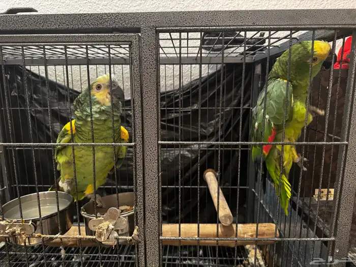 بغبغاء امزوني جوز للبيع 0