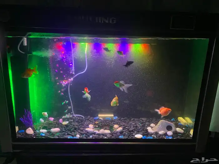 حوض سمك الاحساء 0