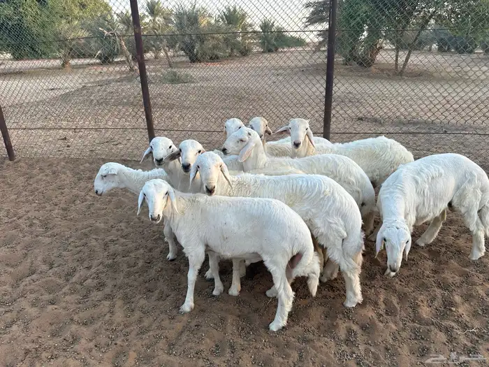 طليان حرية 0