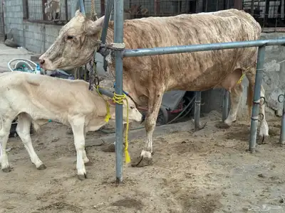 بقره دنماركيه صنف لاهل الصنف الفاخر تحتها عجل index