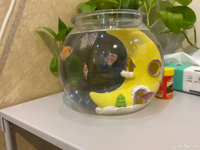 سمك للبيع مع علبة اكل وحوض وتحفة بالحوض كلها ب50 ريال 1