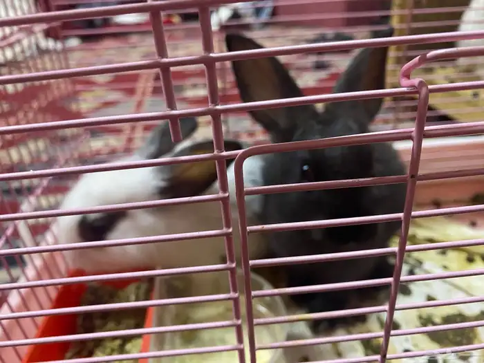 ارانب للبيع 0