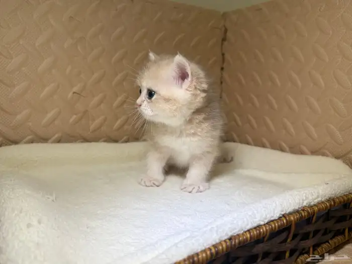 قطط بريتش للبيع بشهادة نسب موثوقه 12