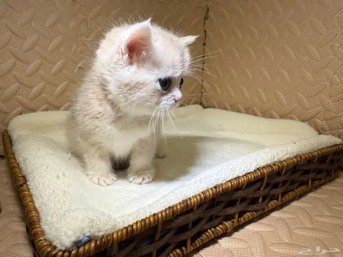 قطط بريتش للبيع بشهادة نسب موثوقه 11