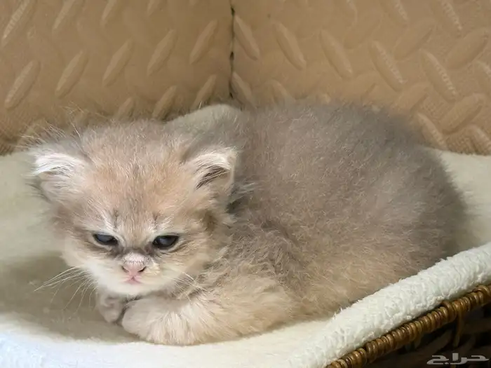 قطط بريتش للبيع بشهادة نسب موثوقه 15