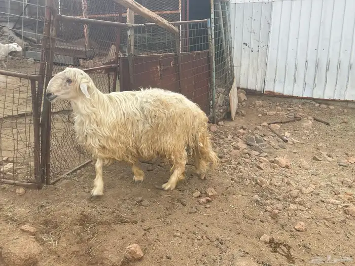 فحل عيسي غير مشروط 5