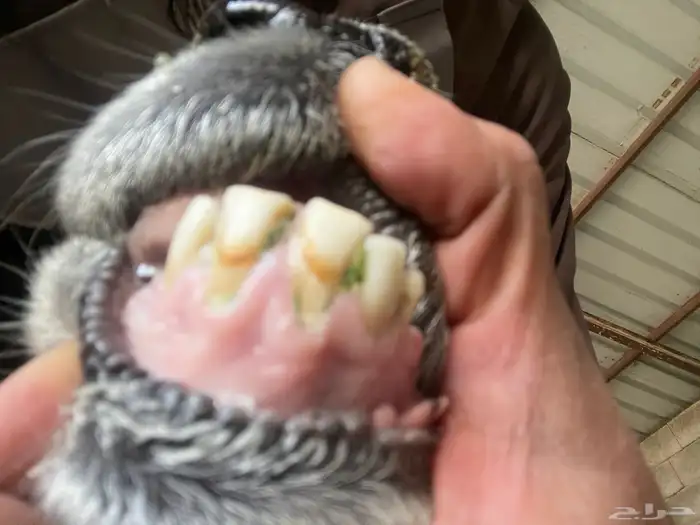 فحل عيسي غير مشروط 9