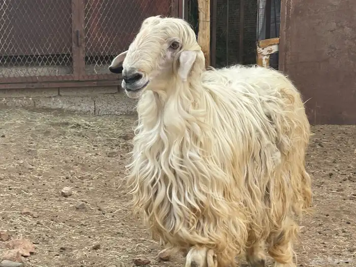 فحل عيسي غير مشروط 0