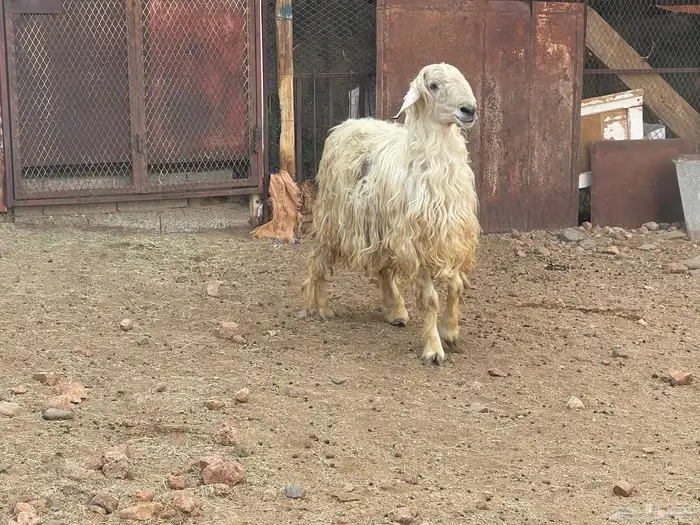 فحل عيسي غير مشروط 2