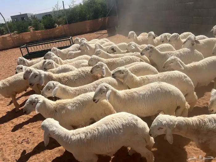 حريات ذبايح جملة او مفرد 0