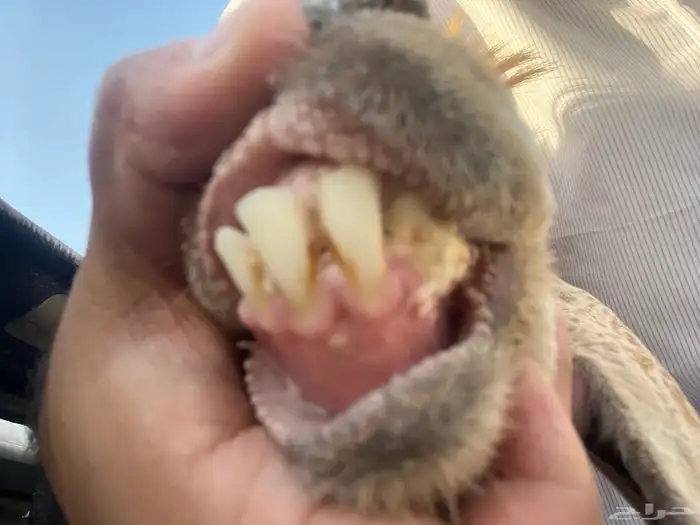 عارضيه صفرا دافع 6