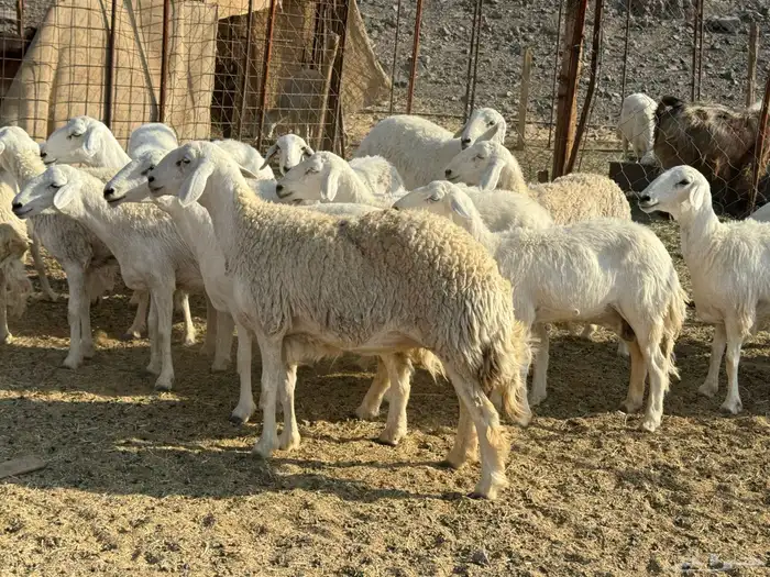 للبيع ارخال صنف حرش فاخره 5